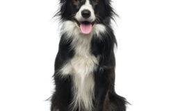 Trovata una border collie smarrita che ha appena partorito: chi l'ha persa?