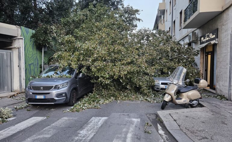 Meteo, alberi caduti. Strade chiuse