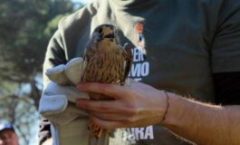 La "Lipu" libera 4 rapaci