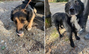 Trovati due cani vaganti senza microchip, si cerca il proprietario