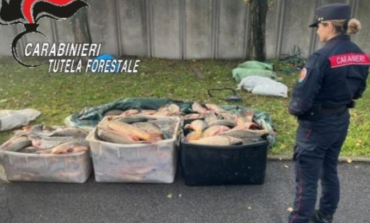Controlli dei Carabinieri forestali su commercio di legname e pesca illegale