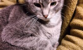A Livorno nasce la prima lettiera per gatti realizzata con scarti vegetali riciclati