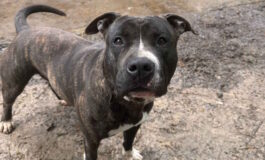 Cani in adozione: Carlos cerca famiglia