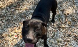 Trovato a Rosignano un cane vagante