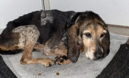 Cani Maltrattati, muore un segugio. On. Brambilla: “Ci assicureremo che il criminale paghi duramente secondo la legge Brambilla”