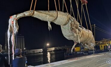 Conclusa la rimozione della carcassa di balena spiaggiata
