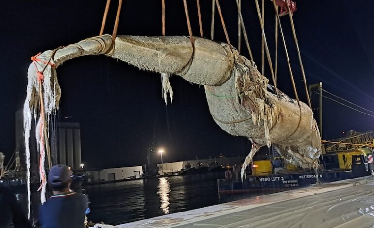 Conclusa la rimozione della carcassa di balena spiaggiata