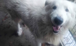 Cane simil Maremmano trovato vagante in via Caduti del Lavoro, si cerca il proprietario