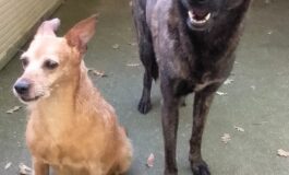 Cani in adozione: Eros e Bimba cercano casa