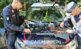 Livorno, bracconaggio nei poderi: scoperta gabbia-trappola per cinghiali