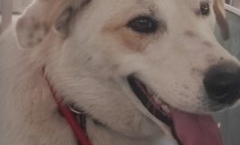 Cane smarrito a Livorno: è al canile, si cerca il padrone