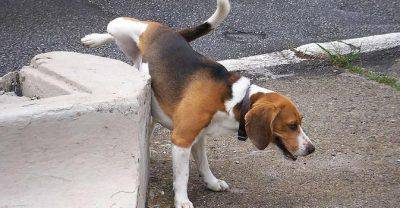 Livorno, nuovi obblighi per i proprietari dei cani