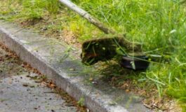 Erbe infestanti, l'Amministrazione sperimenta un diserbante naturale