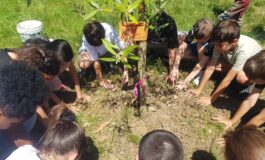 Alla Rodari nasce un ulivo dei sogni: i bambini della 5C piantano il futuro