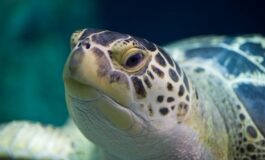 Acquario di Livorno: "A tu per tu con le tartarughe verdi"