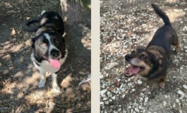 Adozione cani: Luna e Coraggio cercano una famiglia che li accolga