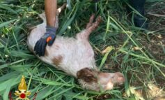 Cane cade in un pozzo a Livorno, salvato dai vigili del fuoco