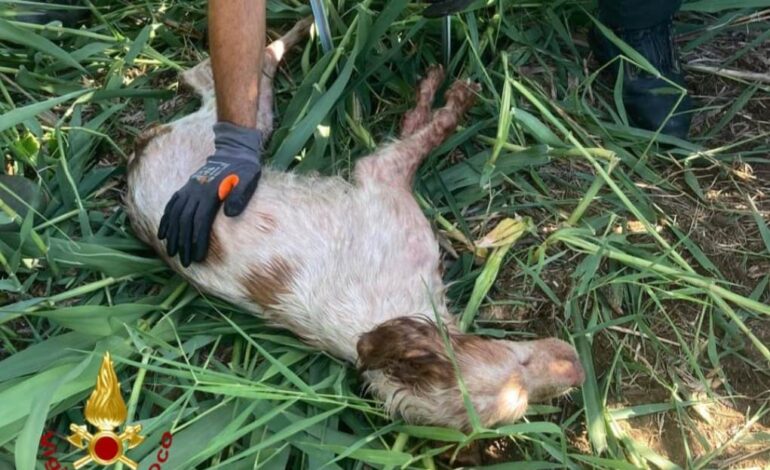 Cane cade in un pozzo a Livorno, salvato dai vigili del fuoco