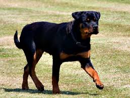 CANE rotweiller