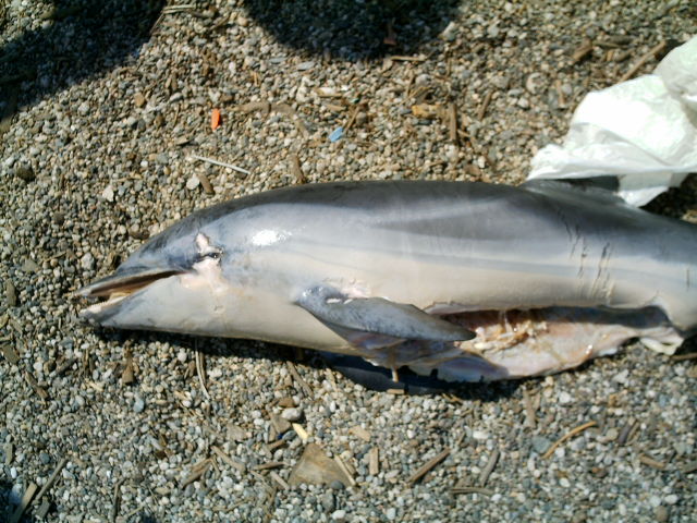 Delfino