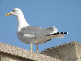 GAbbiano