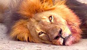 LEONE