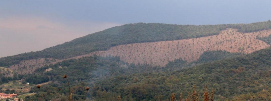 Monte