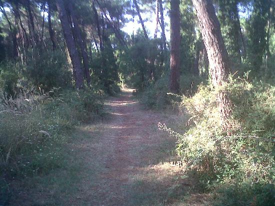 PINETA