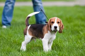 cane al guinzaglio