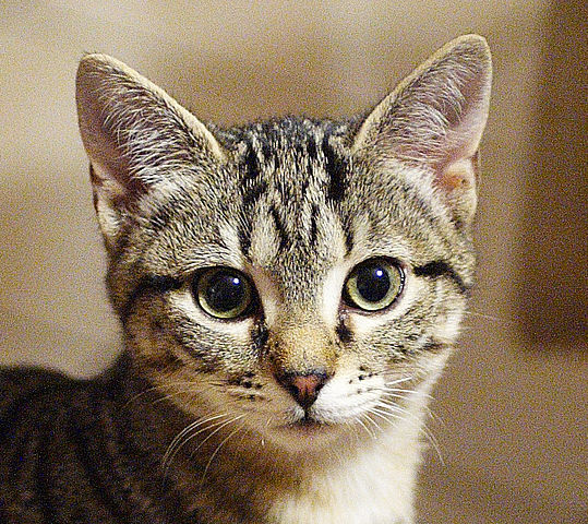 gatto