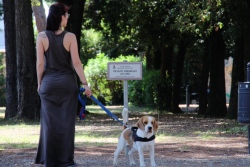 image cane