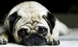 Non ha cura del proprio cane: denunciata