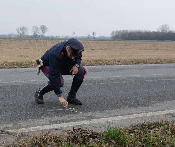 Daino sulla Fi-Pi-Li: abbattuto a colpi di carabina