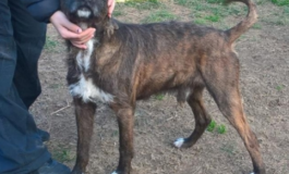 Ritrovato cane spinone in Via Dell' Uliveta