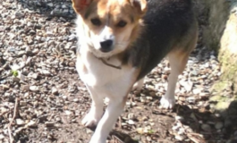 Ritrovati tre cagnolini. Due maschi e una femmina