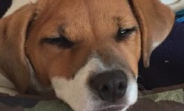 Adozione dei cani, nasce un regolamento ad hoc