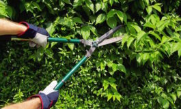 Rifiuti: raccolta gratuita delle potature e sfalci da giardino