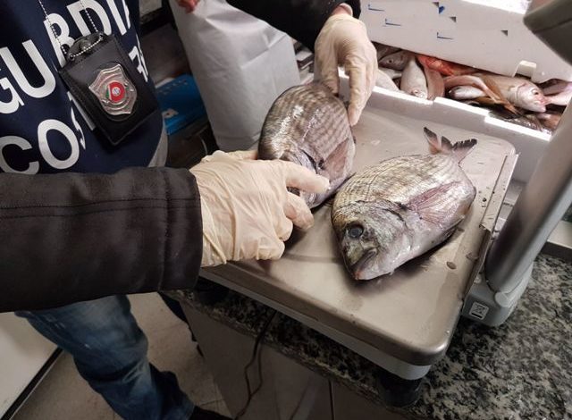 Sequestrati 1.250 chili di prodotti ittici non tracciati e scaduti