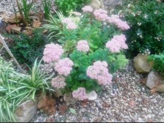 Un giardino fiorito nel Parco Centro Città