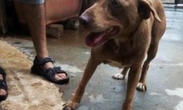 Trovato Pitbull femmina smarrito a Cisternino
