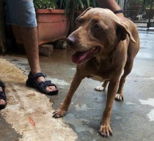 Trovato Pitbull femmina smarrito a Cisternino