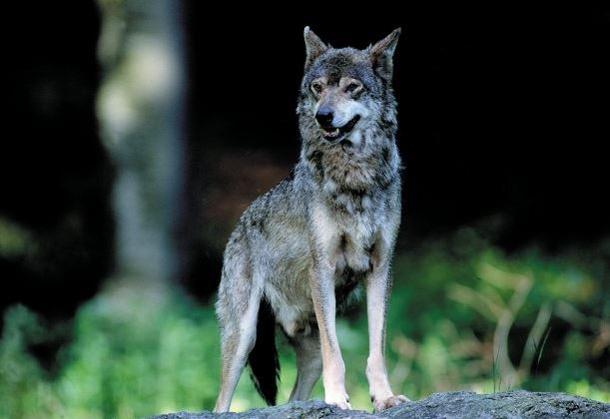 Lupo in Toscana, WWF Lipu e Lav: “Evitare di cavalcare falsi allarmismi”