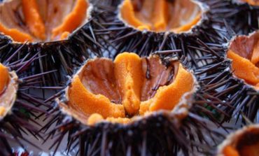 I ricci di mare proteggono il cuore