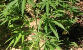 Cannabis, Potenti (Lega): Vogliamo società libera dalla droga, non della droga libera