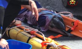 Delfino tra gli scogli senza vita, il cucciolo resta vicino alla madre: salvato