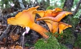 Tartufi e funghi, cambiano le modalità di pagamento: stop ai bollettini postali