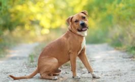 Trovato un cane tipo amstaff in via Costanza. Chi lo ha smarrito?