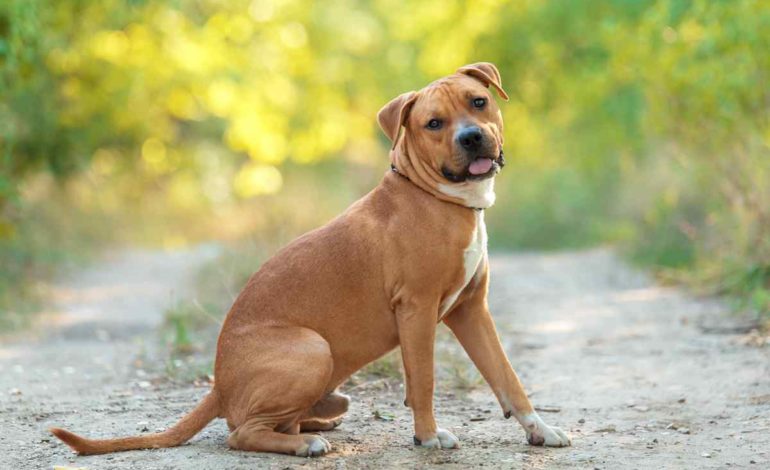 Trovato un cane tipo amstaff in via Costanza. Chi lo ha smarrito?