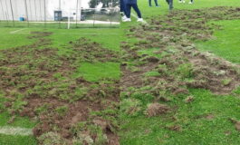 Cinghiali devastano campo di calcio: salta un match di Promozione