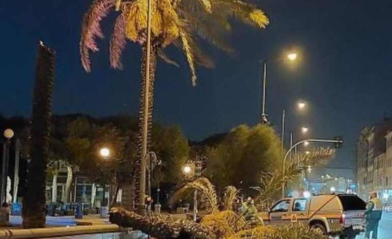 Forte vento e mareggiata. Chiuso il viale Italia, una palma caduta in strada